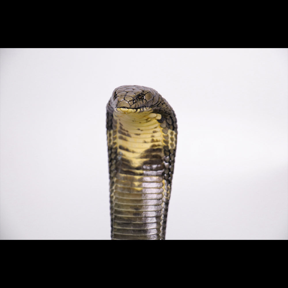 Ophiophagus hannah 1/4 1/10 1/18 APHID STUDIO