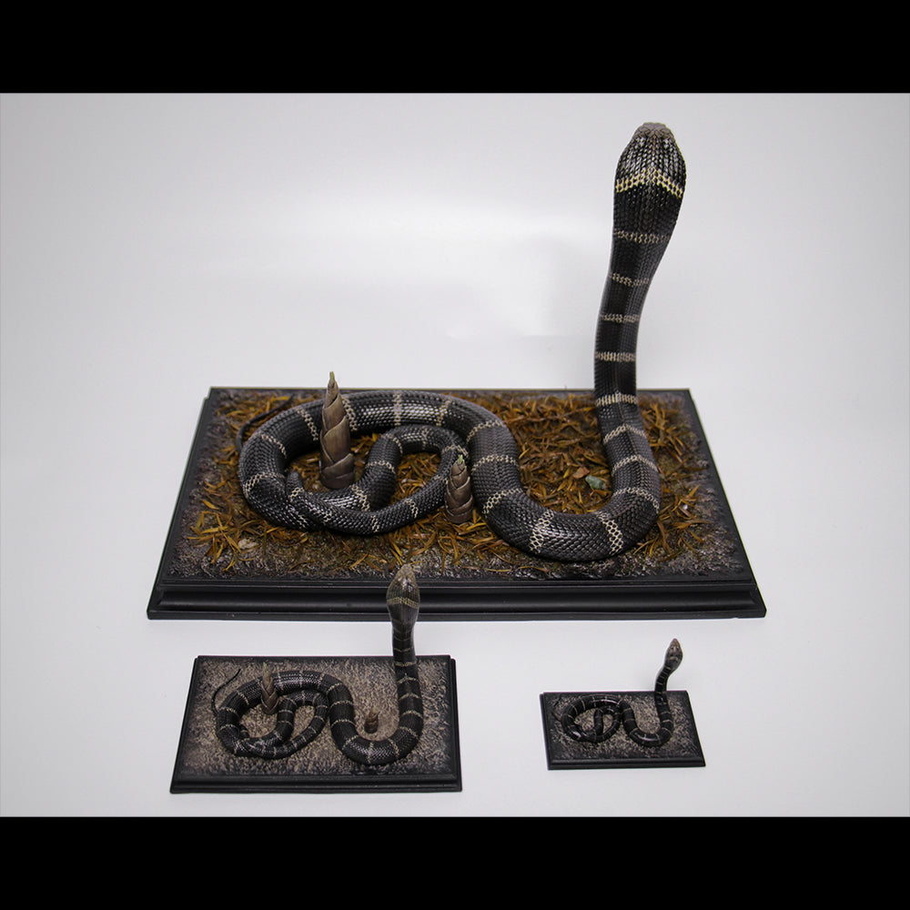 Ophiophagus hannah 1/4 1/10 1/18 APHID STUDIO