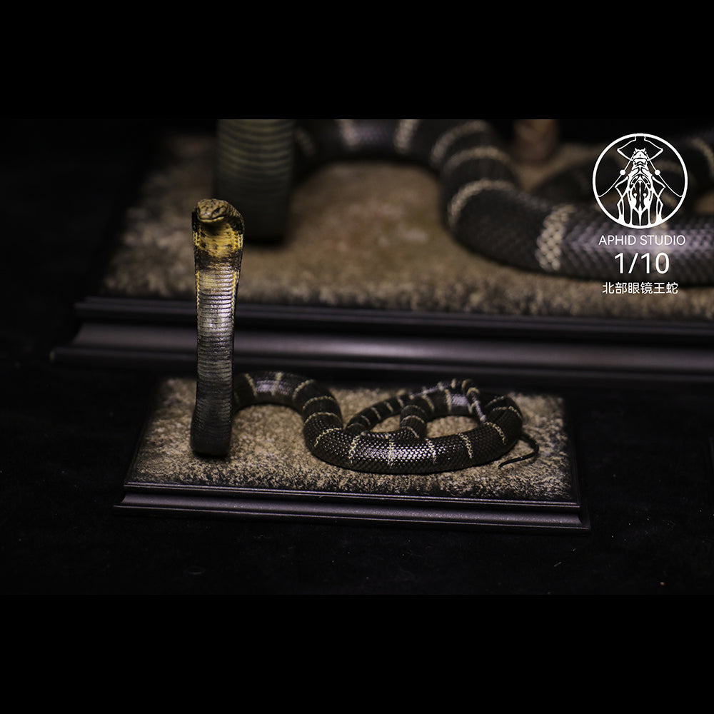 Ophiophagus hannah 1/4 1/10 1/18 APHID STUDIO