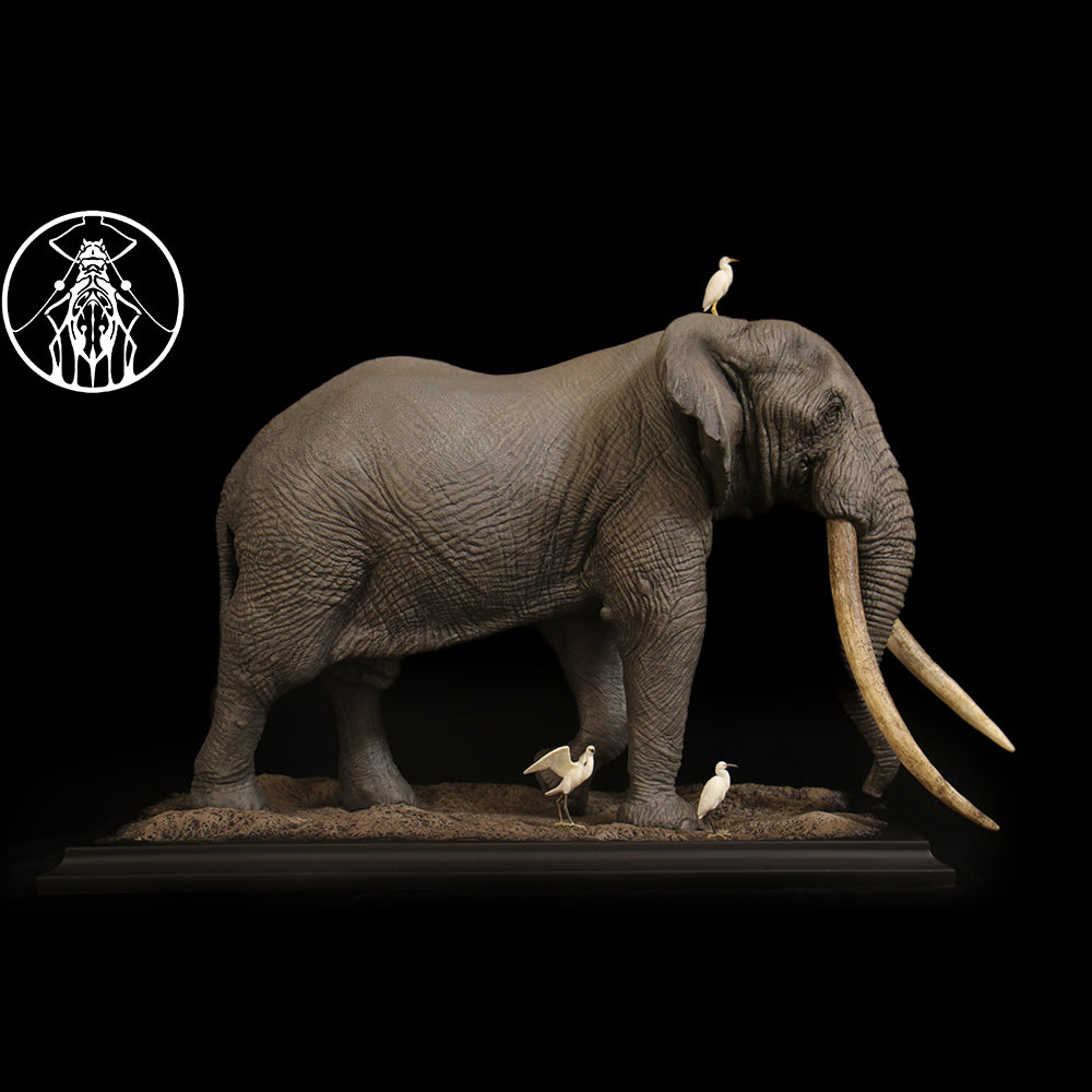 Loxodonta africana Tim 1/10 1/15 1/18 1/35  APHID STUDIO