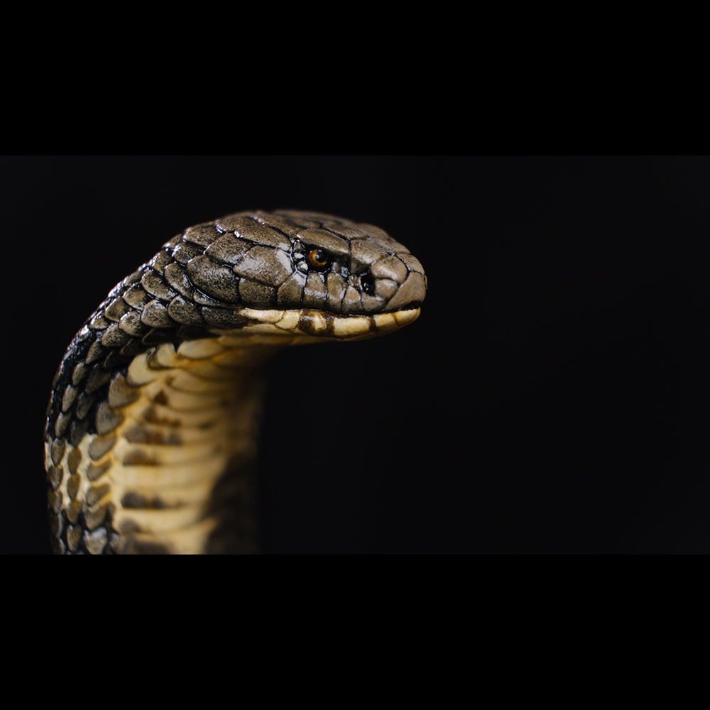 Ophiophagus hannah 1/4 1/10 1/18 APHID STUDIO