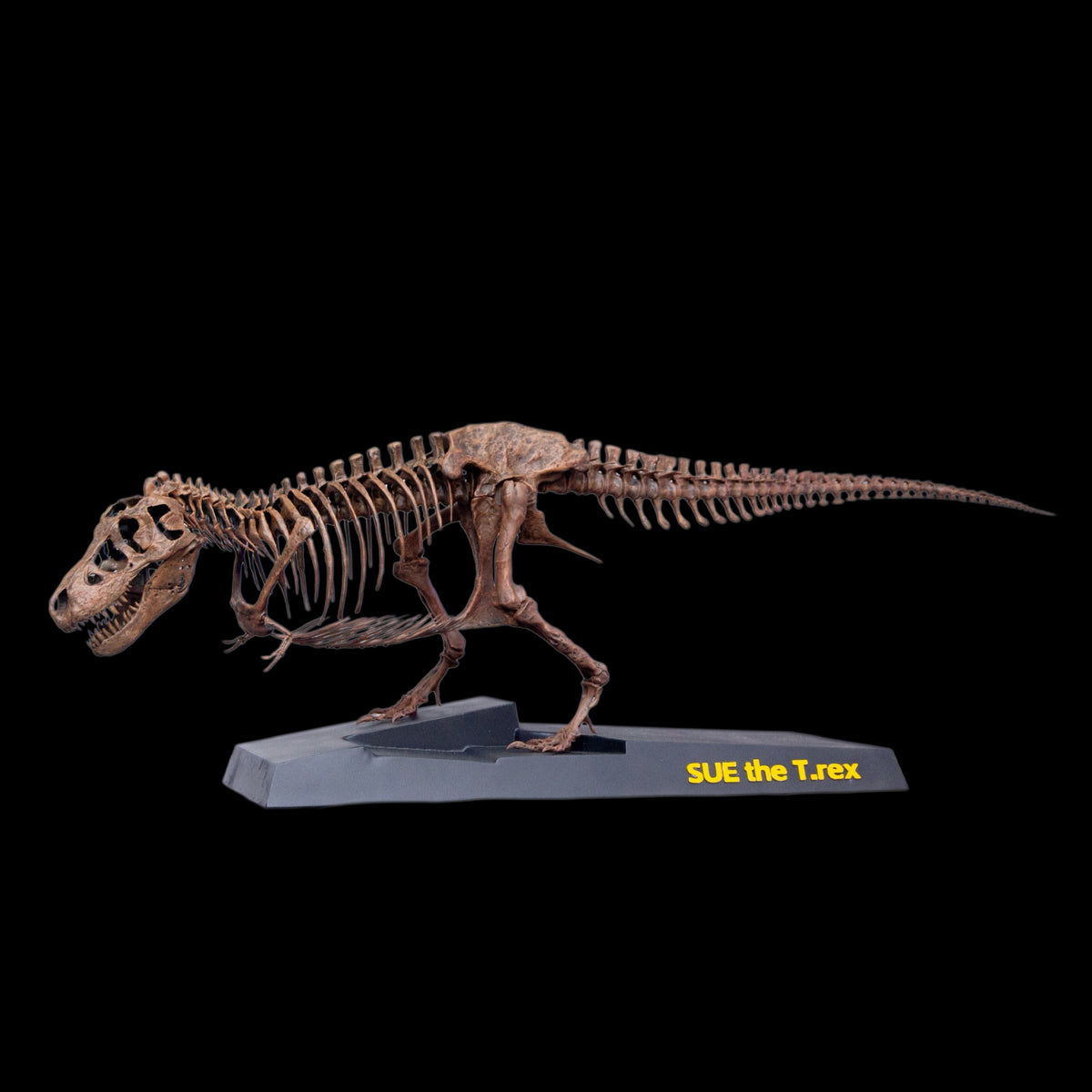 TYRANNOSAURUS REX "SUE" 1:18 FOSSIL SKELETON STATUE Daxiong Studio