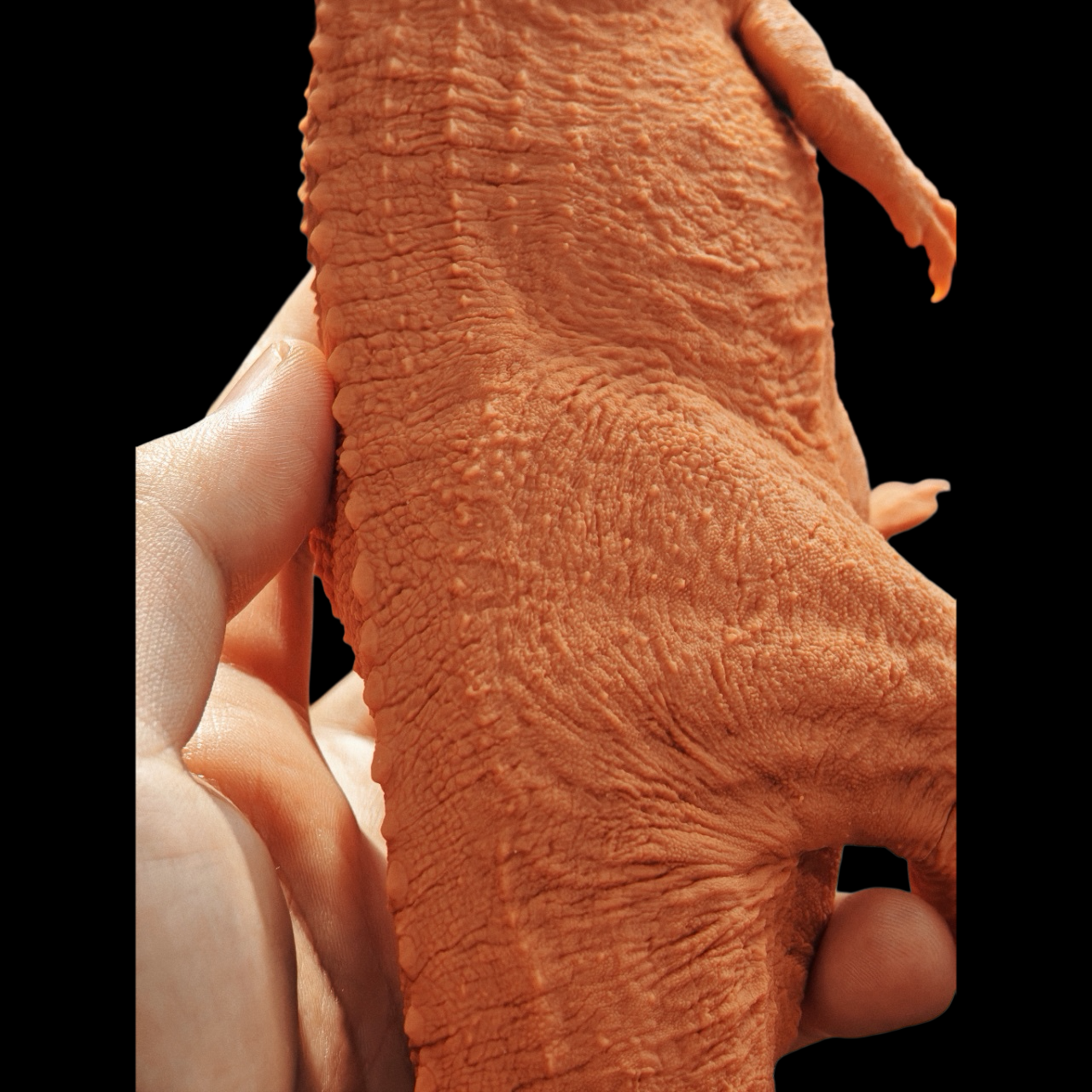 Ceratosaurus dentisulcatus statue Model Kit 1:10 1:18 1:35 Scale  Showanna Studio