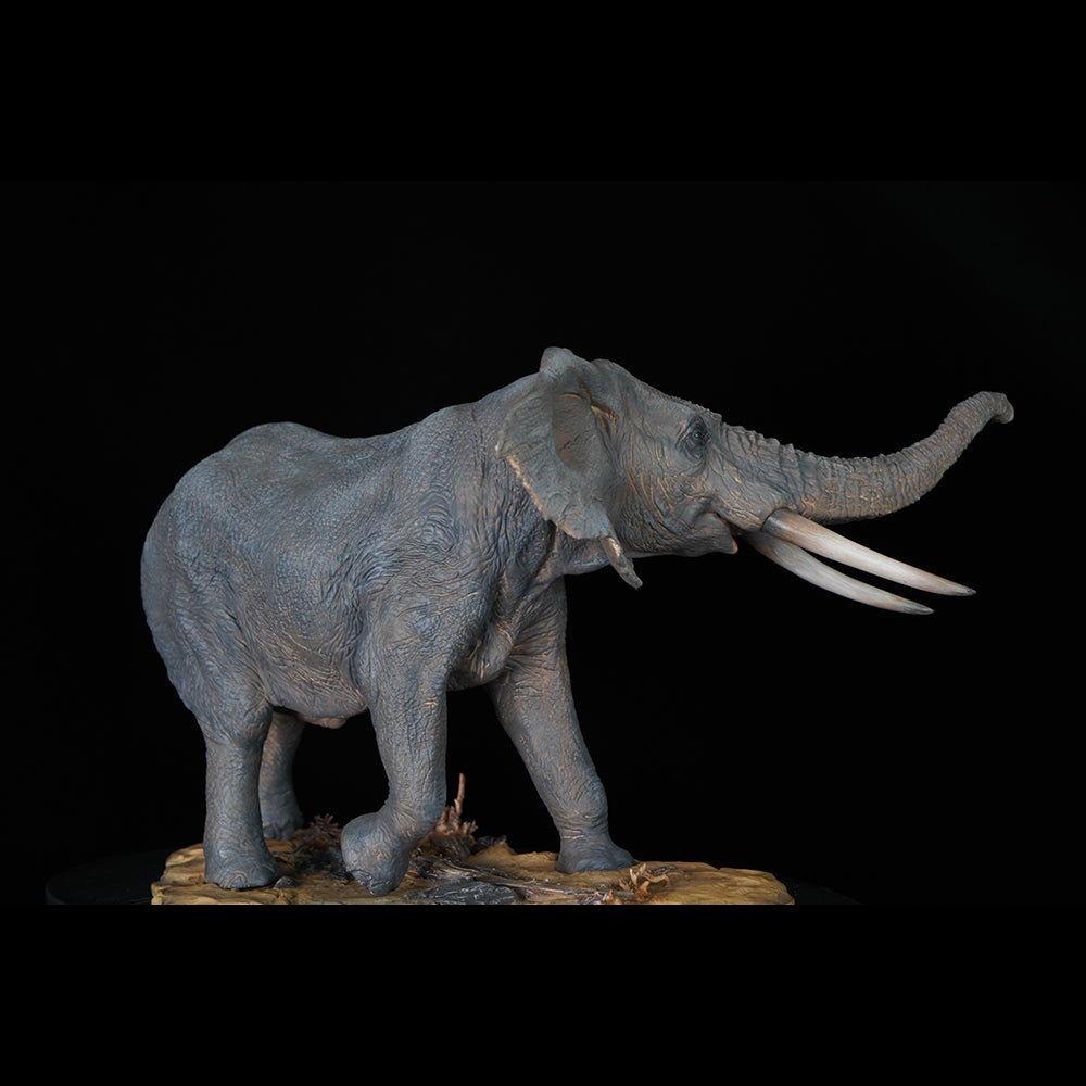 Loxodonta 1/15  Memory Museum Studio