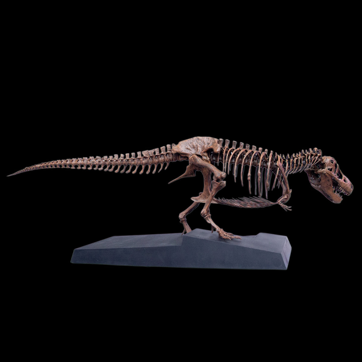 TYRANNOSAURUS REX "SUE" 1:18 FOSSIL SKELETON STATUE Daxiong Studio