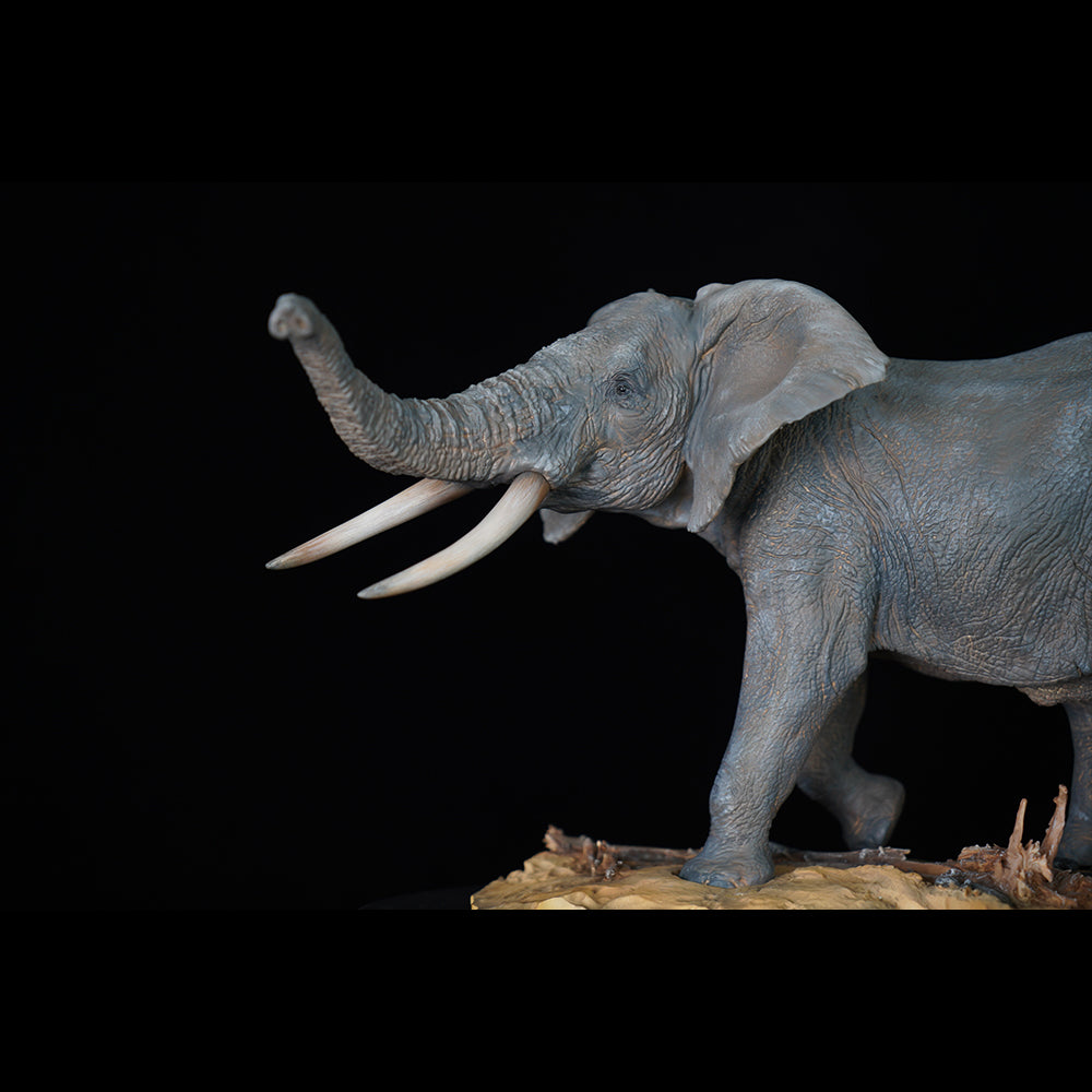 Loxodonta 1/15  Memory Museum Studio