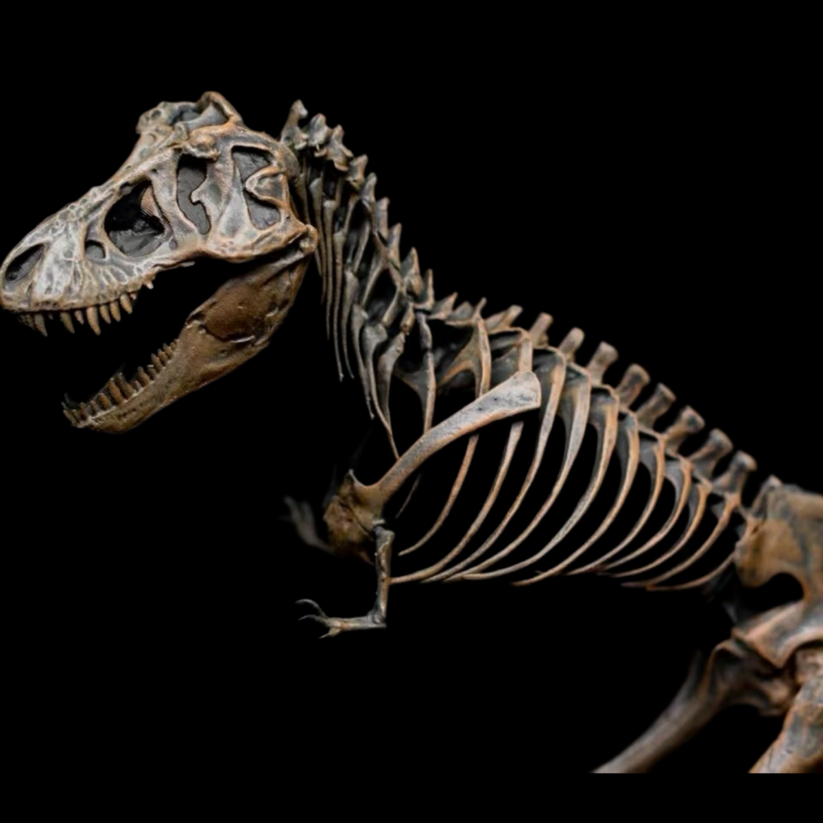 TYRANNOSAURUS REX AMNH 5027 1:20 SKELETON MODEL (PAINTED FINISHED EDITION)