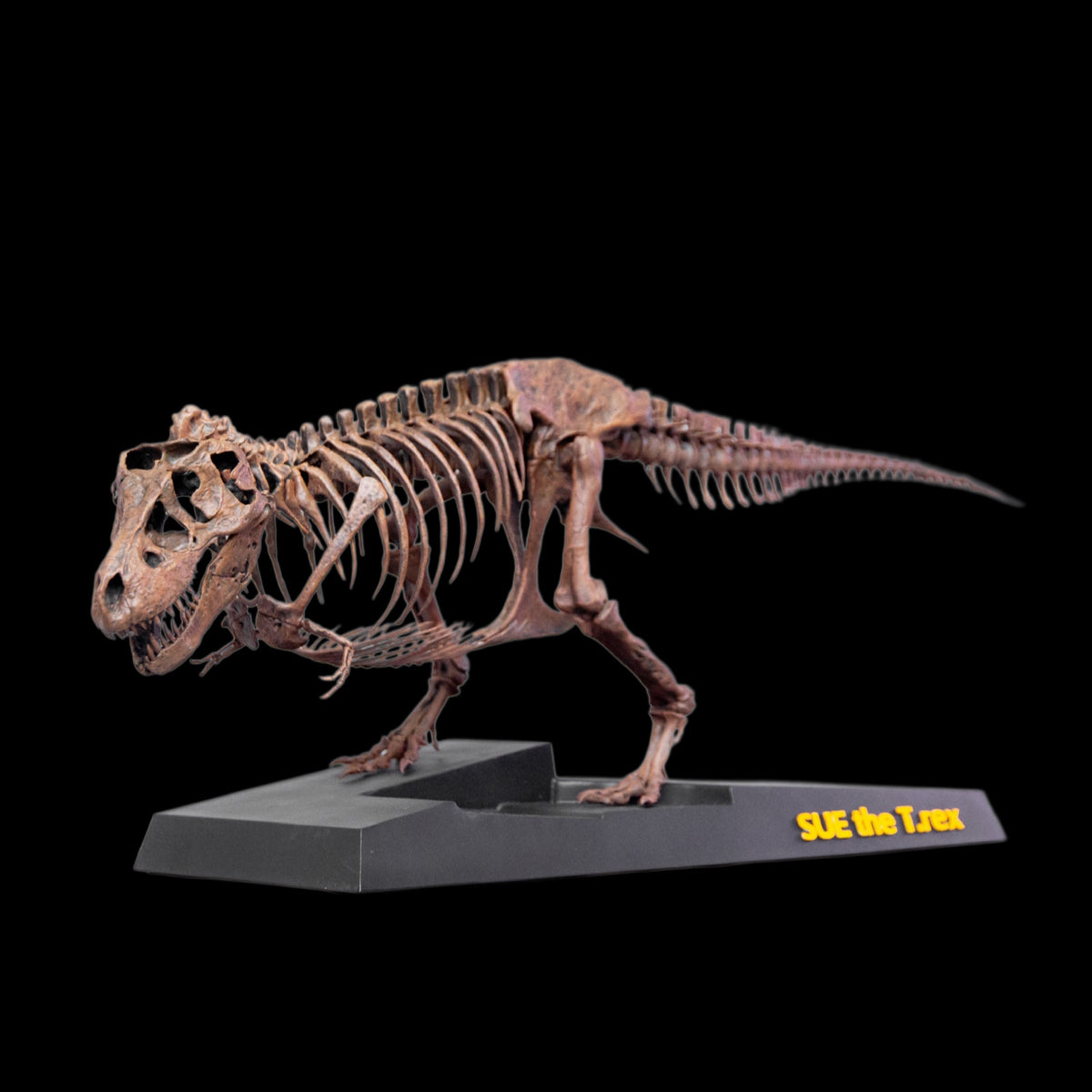 TYRANNOSAURUS REX "SUE" 1:18 FOSSIL SKELETON STATUE Daxiong Studio
