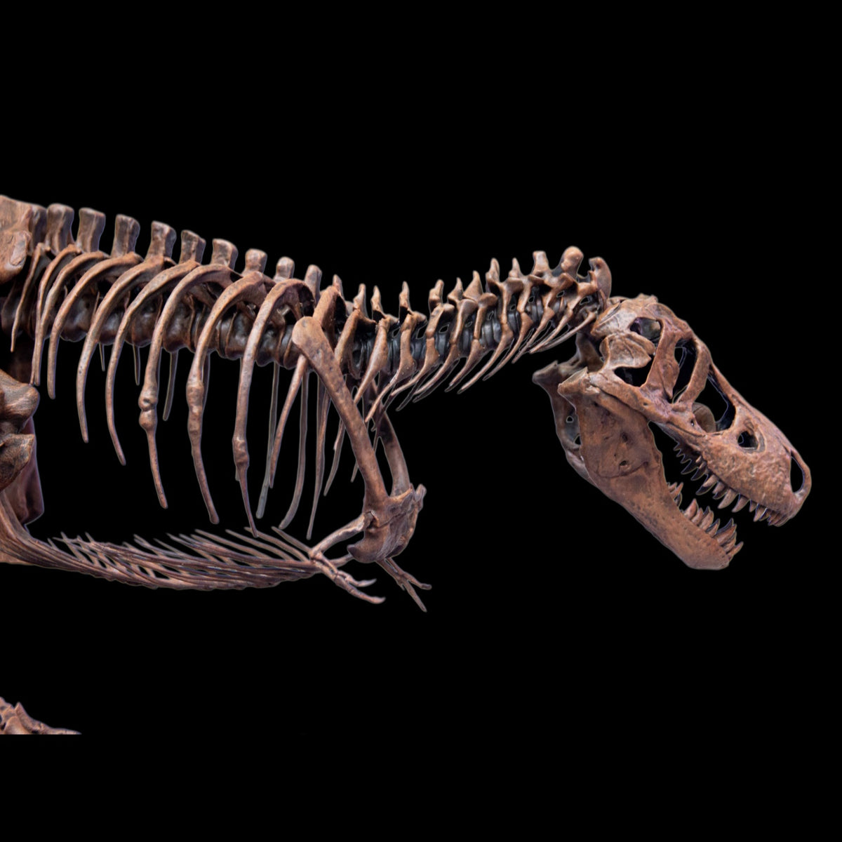 TYRANNOSAURUS REX "SUE" 1:18 FOSSIL SKELETON STATUE Daxiong Studio