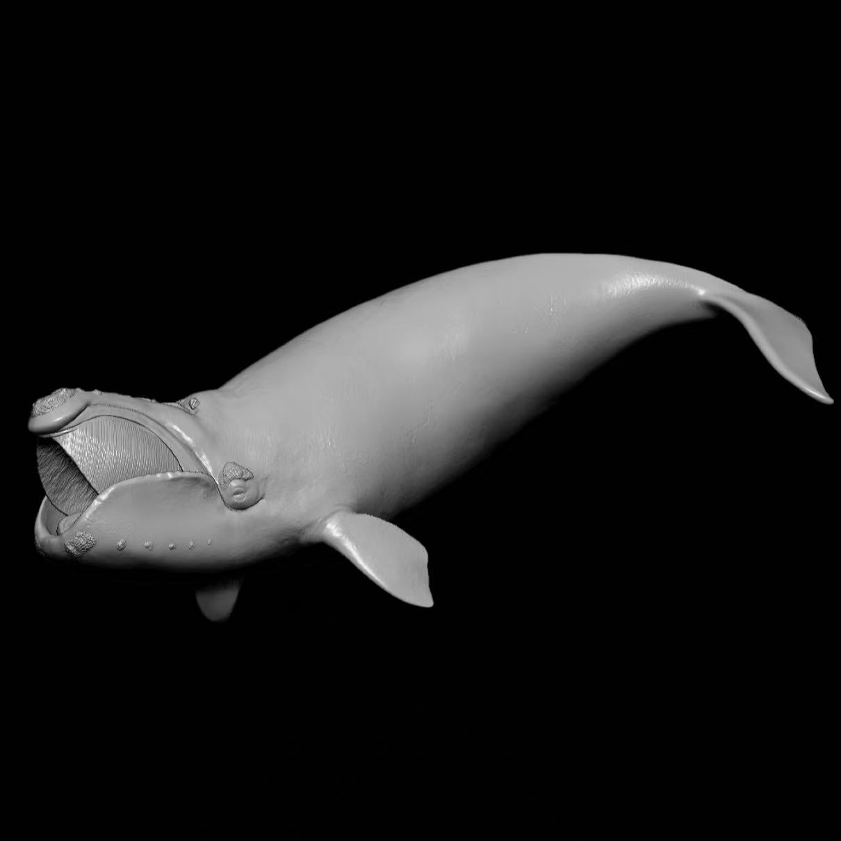 NORTH PACIFIC RIGHT WHALE (Eubalaena japonica) Statue Model Kit 1:35 Scale  Sumeru Studio