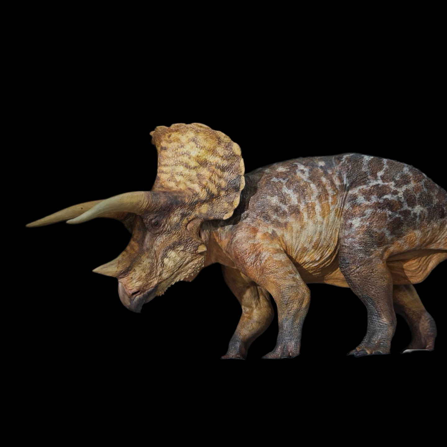 Triceratops statue Model Kit 1:35 Scale Carson Long Studio