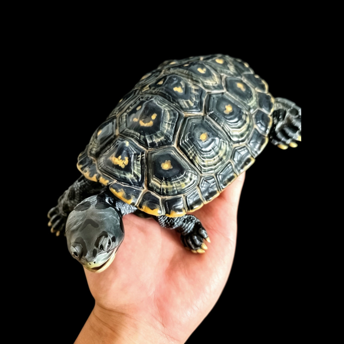 MANGROVE DIAMONDBACK TERRAPIN ECO-DIORAMA STATUE DINAVOID Studio