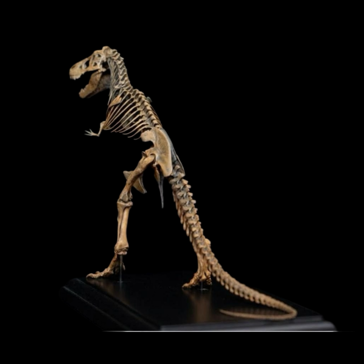 TYRANNOSAURUS REX AMNH 5027 1:20 SKELETON MODEL (PAINTED FINISHED EDITION)