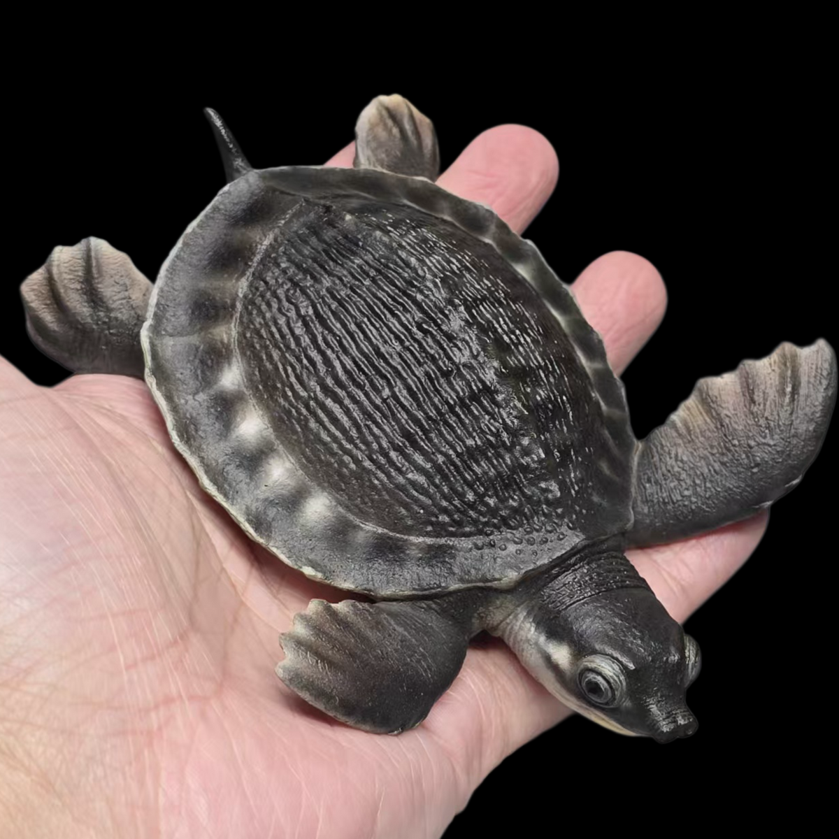 PIG-NOSED TURTLE MUSEUM-GRADE STATUE (GREY RESIN KIT / PAINTED EDITION)