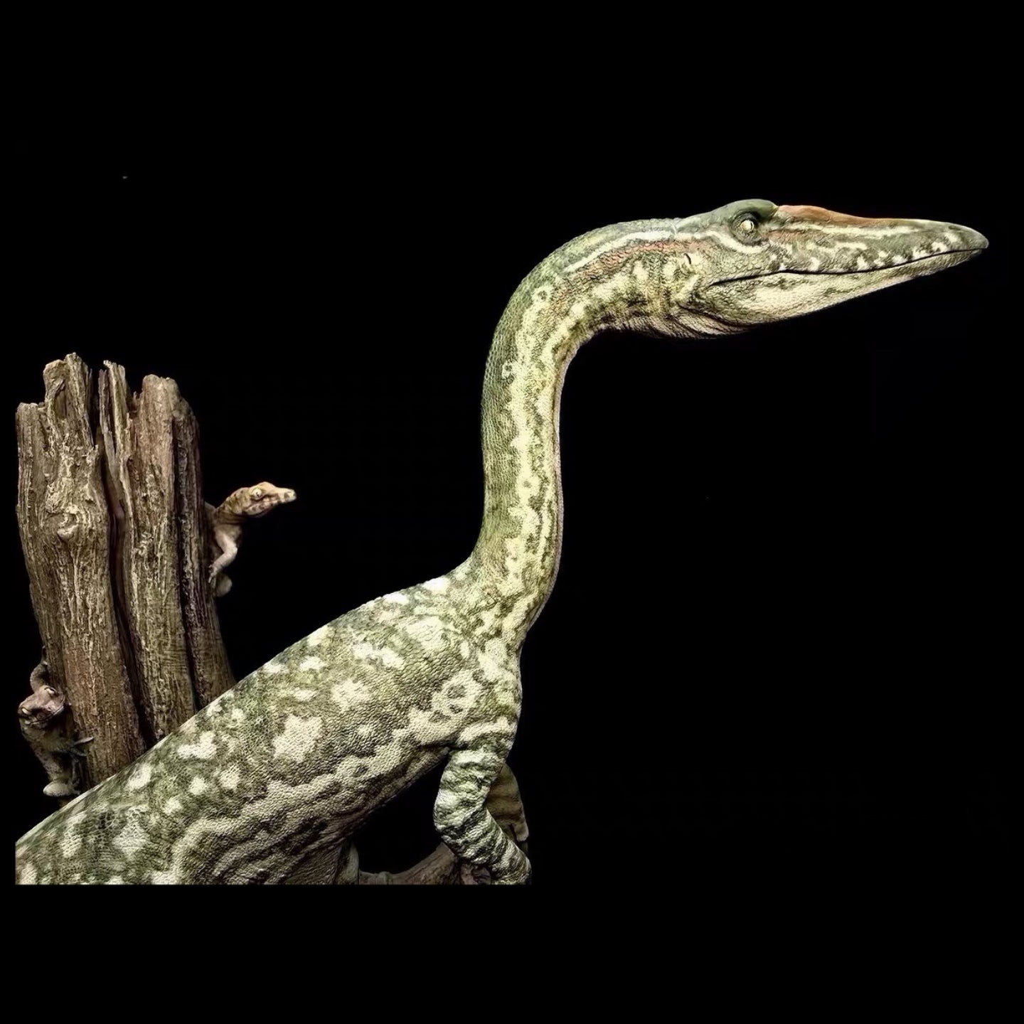 Coelophysis statue Model Kit 1:6 Scale SenSen Studio