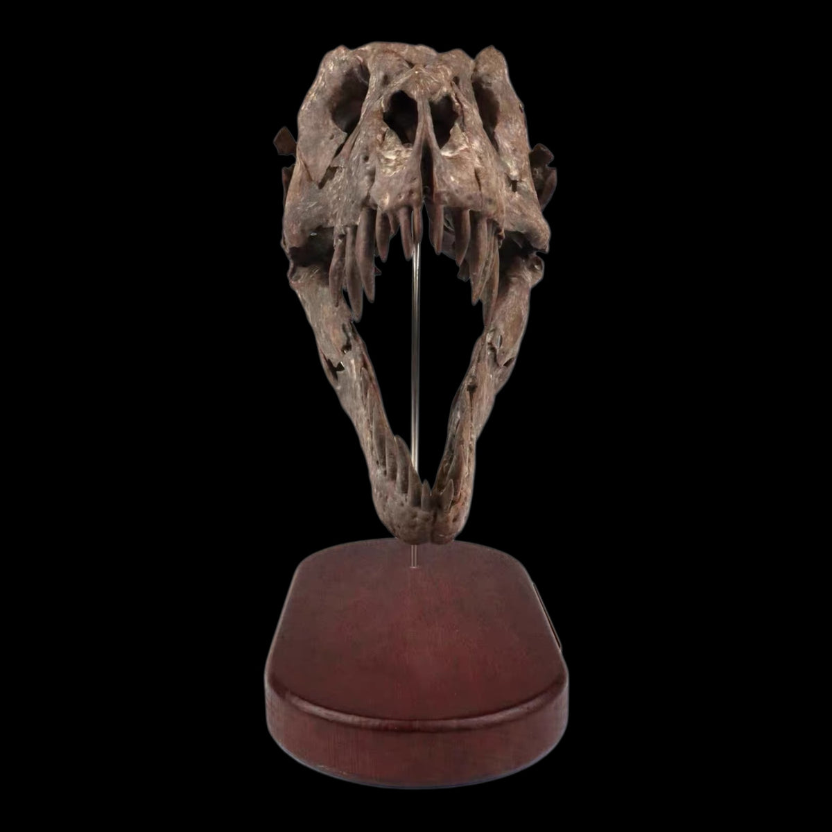 TYRANNOSAURUS REX SKULL 1:7 MUSEUM-GRADE 3D PRINTED PAINTED EDITION