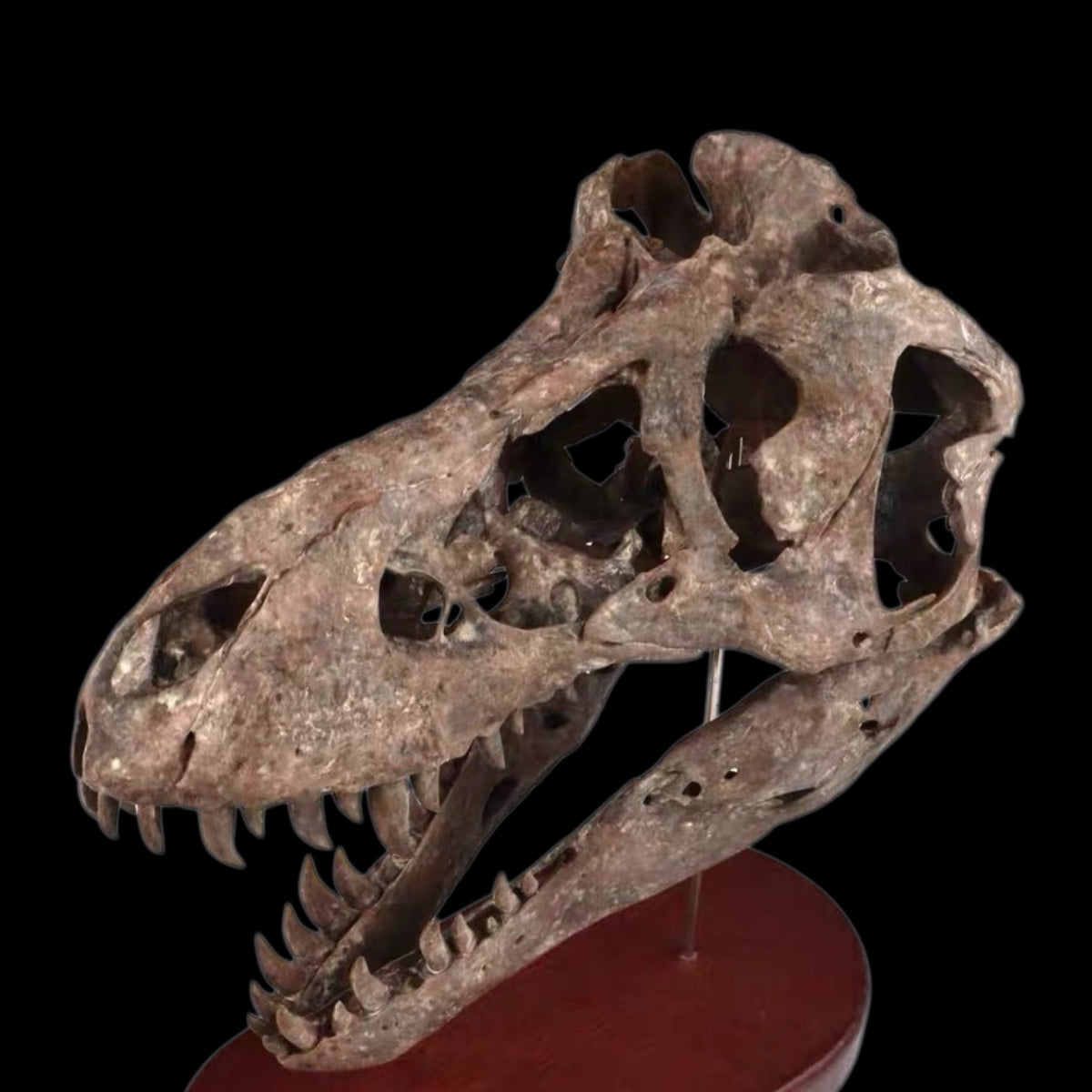 TYRANNOSAURUS REX SKULL 1:7 MUSEUM-GRADE 3D PRINTED PAINTED EDITION