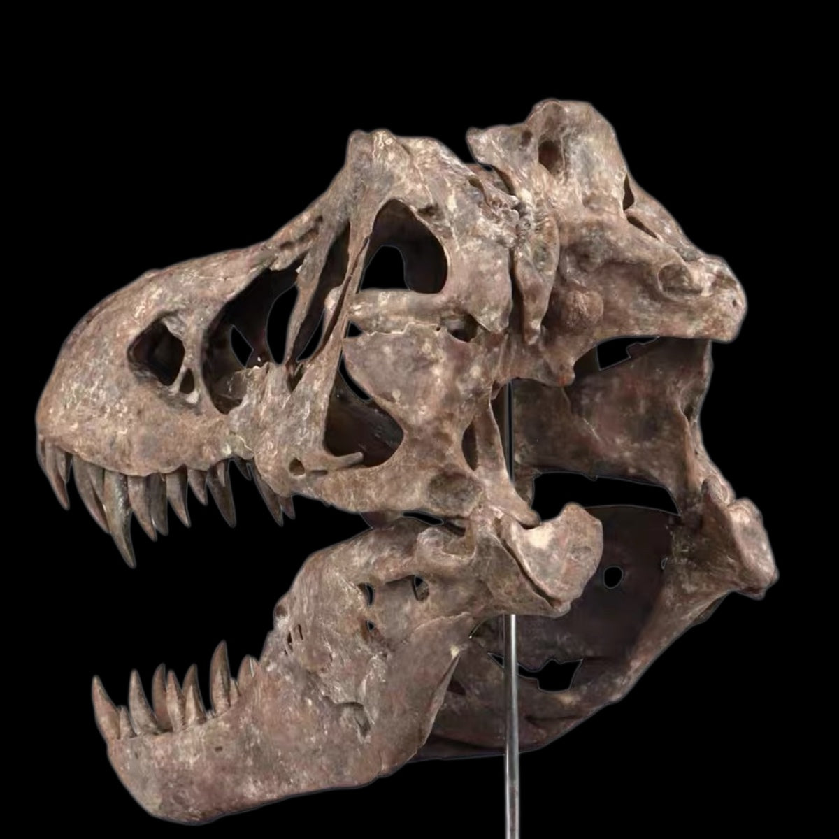 TYRANNOSAURUS REX SKULL 1:7 MUSEUM-GRADE 3D PRINTED PAINTED EDITION