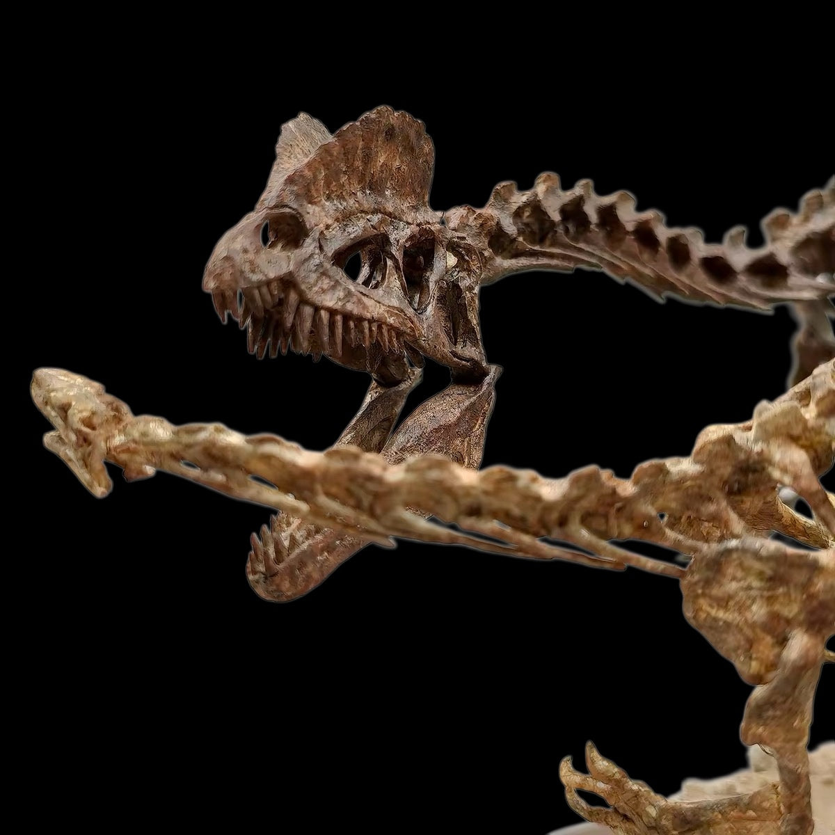 DILOPHOSAURUS HUNTING SARAHSAURUS SKELETAL DIORAMA 1:10 SCALE PAINTED EDITION