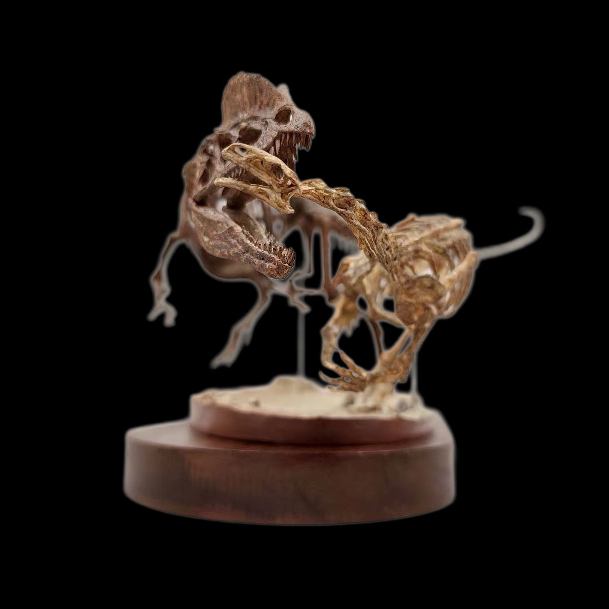 DILOPHOSAURUS HUNTING SARAHSAURUS SKELETAL DIORAMA 1:10 SCALE PAINTED EDITION