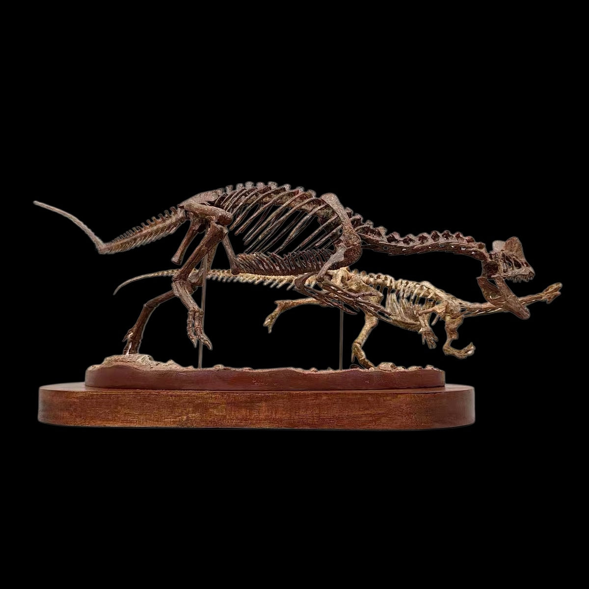 DILOPHOSAURUS HUNTING SARAHSAURUS SKELETAL DIORAMA 1:10 SCALE PAINTED EDITION
