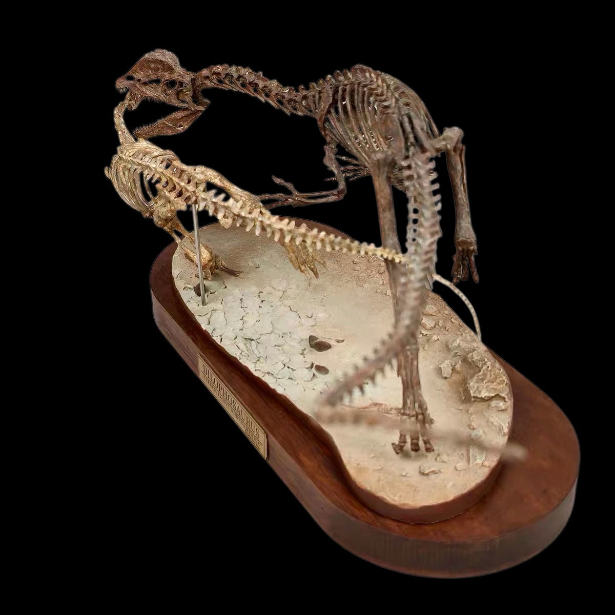 DILOPHOSAURUS HUNTING SARAHSAURUS SKELETAL DIORAMA 1:10 SCALE PAINTED EDITION