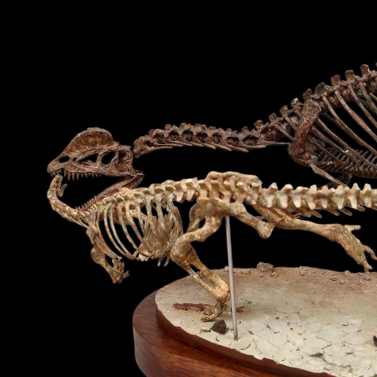 DILOPHOSAURUS HUNTING SARAHSAURUS SKELETAL DIORAMA 1:10 SCALE PAINTED EDITION