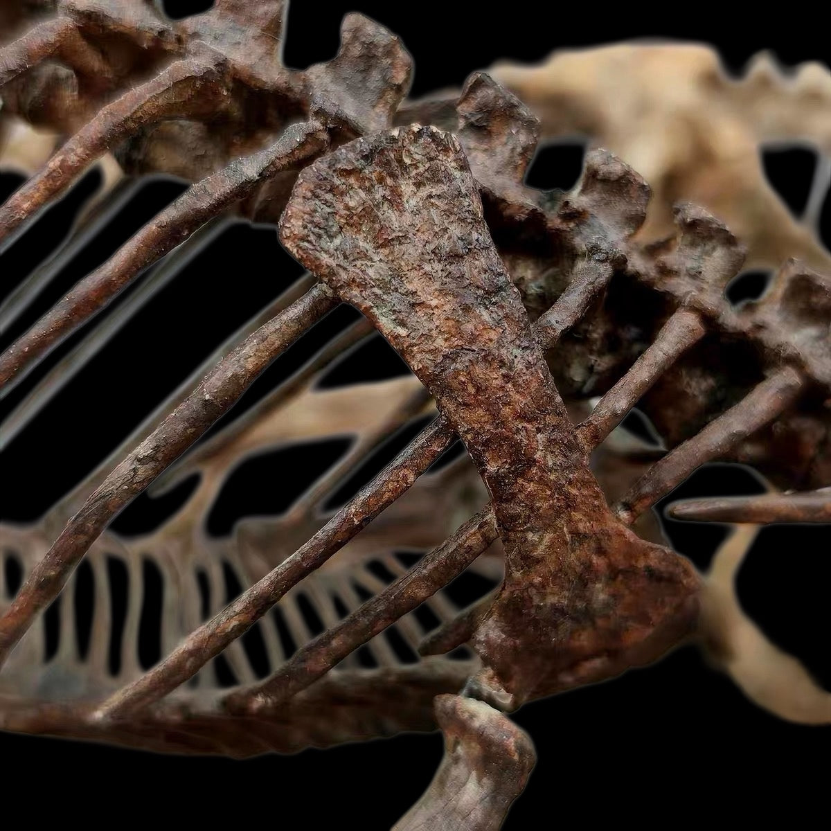 DILOPHOSAURUS HUNTING SARAHSAURUS SKELETAL DIORAMA 1:10 SCALE PAINTED EDITION