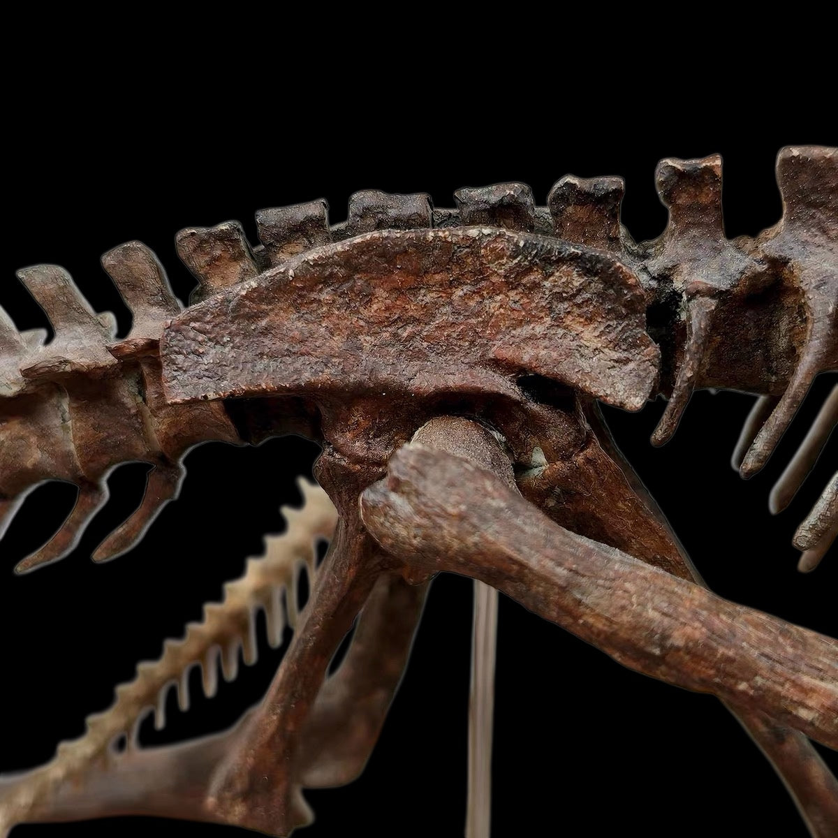 DILOPHOSAURUS HUNTING SARAHSAURUS SKELETAL DIORAMA 1:10 SCALE PAINTED EDITION