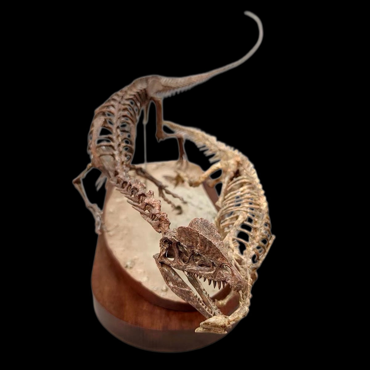 DILOPHOSAURUS HUNTING SARAHSAURUS SKELETAL DIORAMA 1:10 SCALE PAINTED EDITION