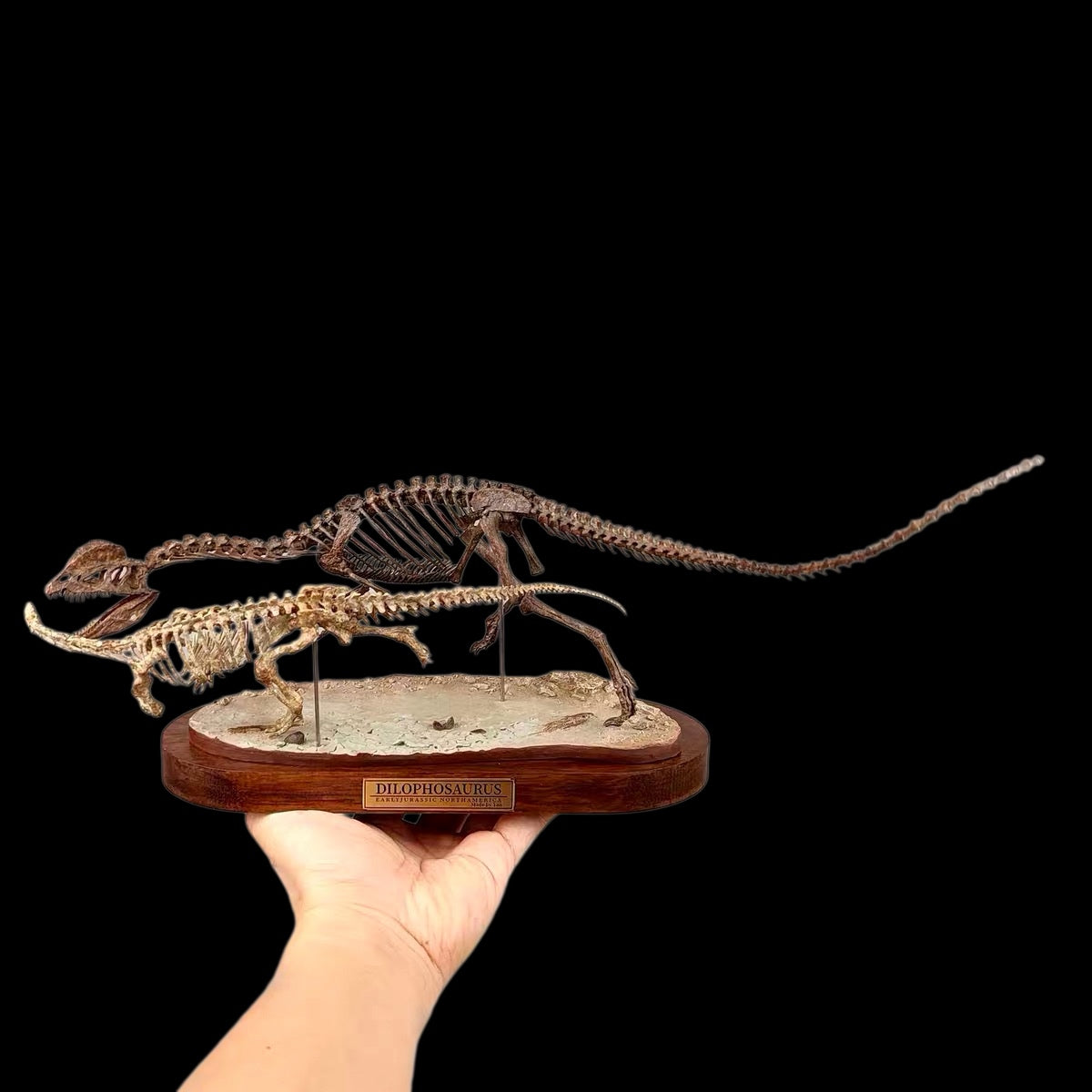 DILOPHOSAURUS HUNTING SARAHSAURUS SKELETAL DIORAMA 1:10 SCALE PAINTED EDITION