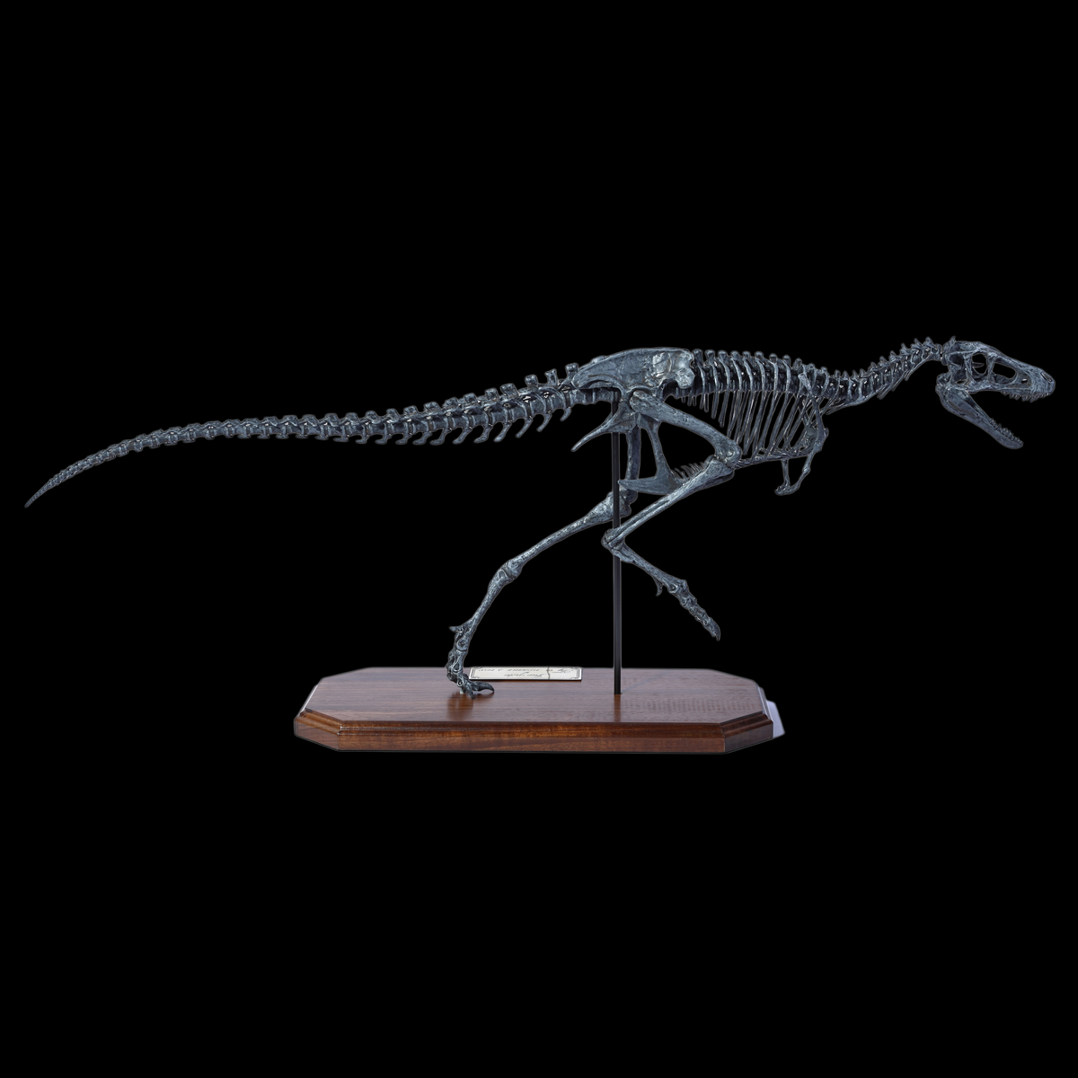 JUVENILE TYRANNOSAURUS REX SKELETON MODEL