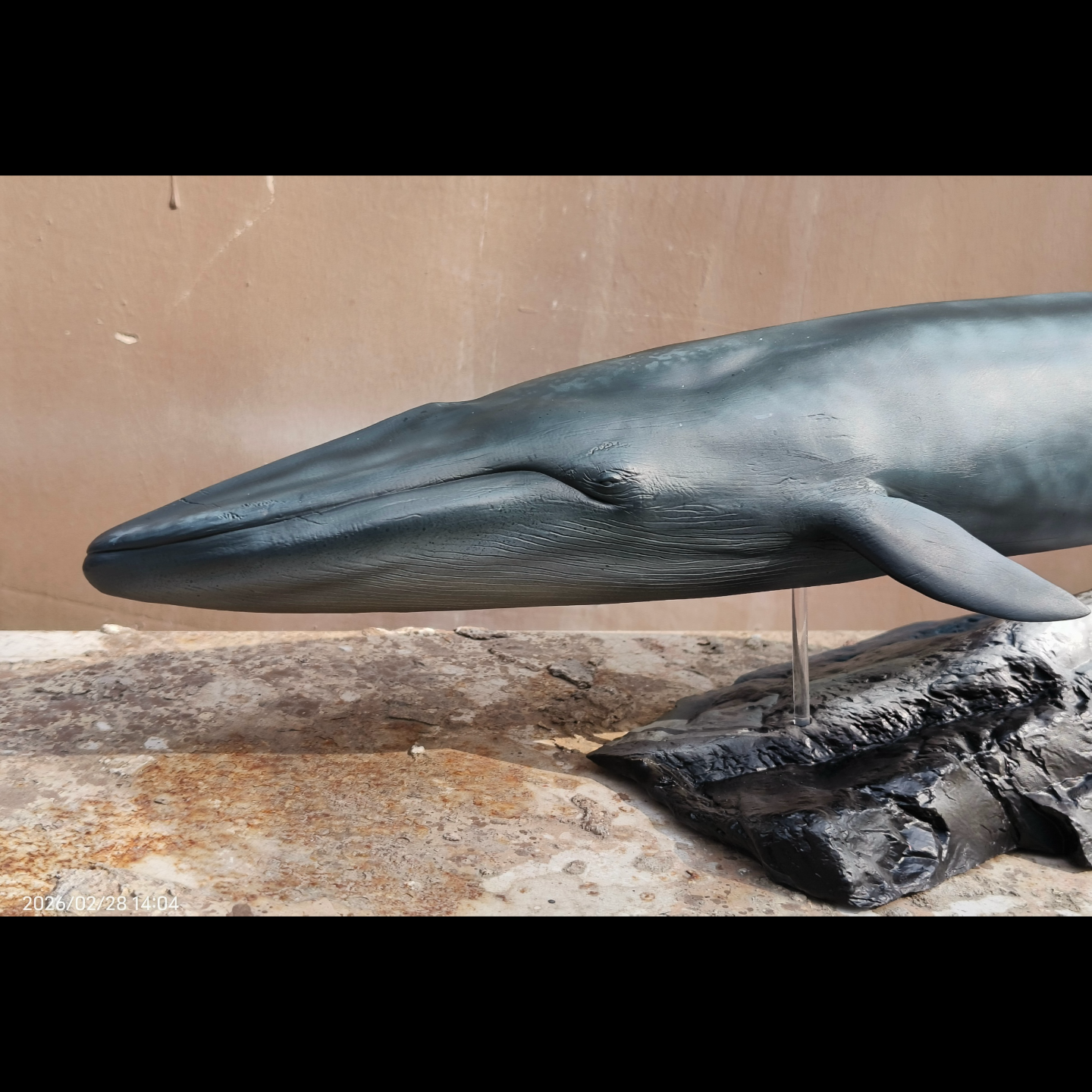 Balaenoptera musculus Statue Model Kit 1:35 1:64 Scale  RM Studio