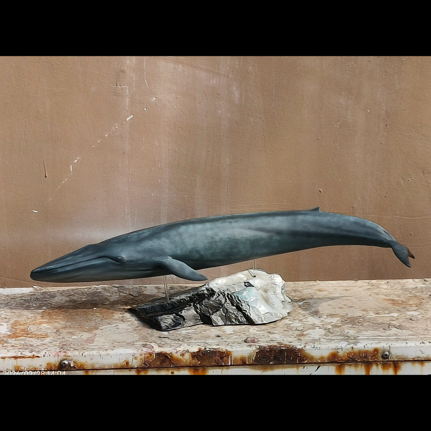 Balaenoptera musculus Statue Model Kit 1:35 1:64 Scale RM Studio