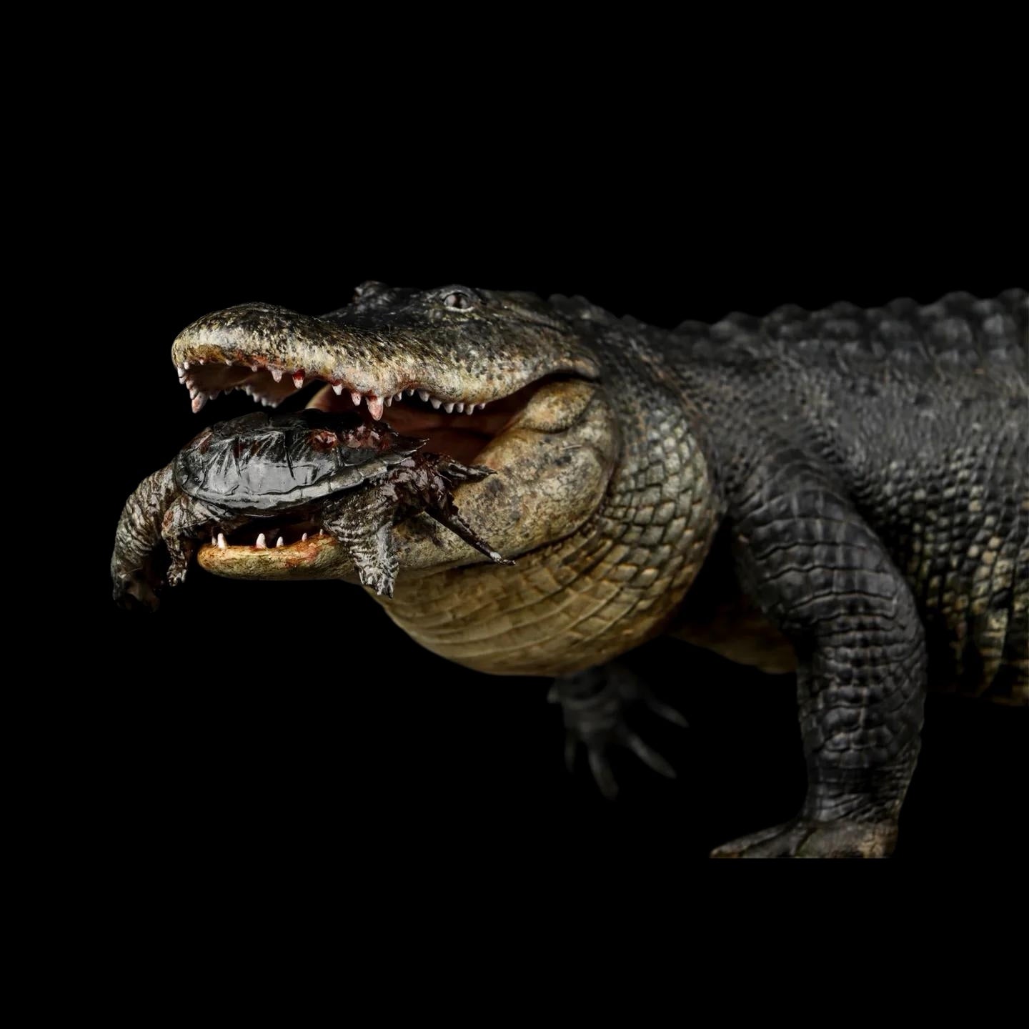 AMERICAN ALLIGATOR statue Model Kit 1:10 1:15 1:18 1:35 Scale The Crocs Man Studio