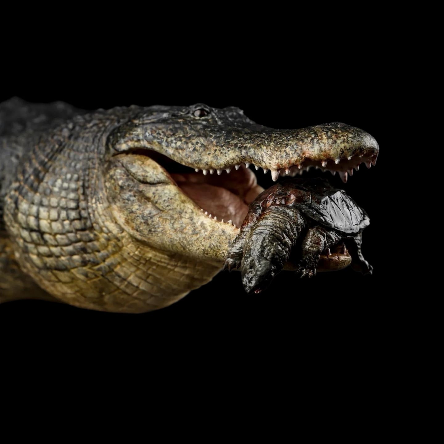 AMERICAN ALLIGATOR statue Model Kit 1:10 1:15 1:18 1:35 Scale The Crocs Man Studio