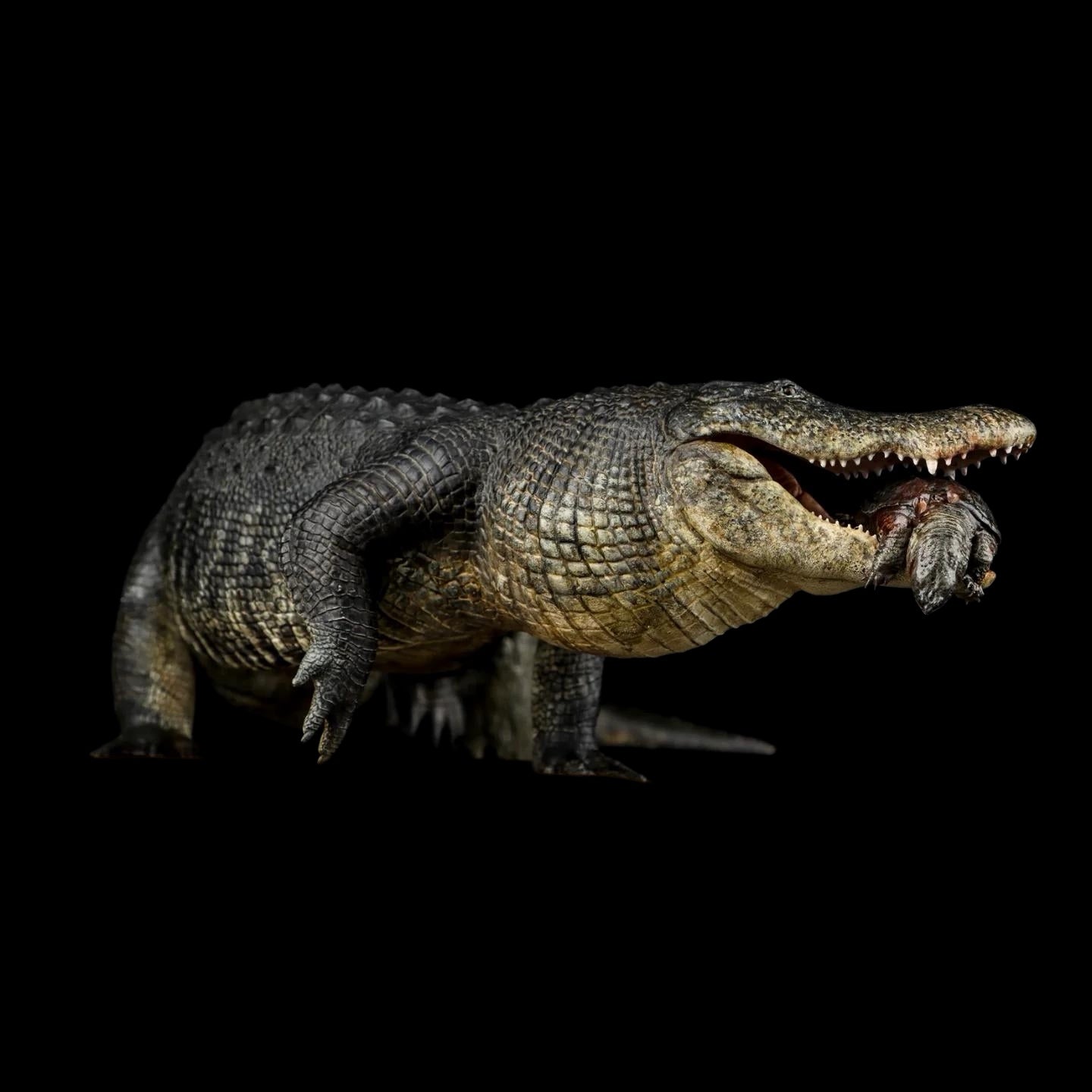 AMERICAN ALLIGATOR statue Model Kit 1:10 1:15 1:18 1:35 Scale The Crocs Man Studio