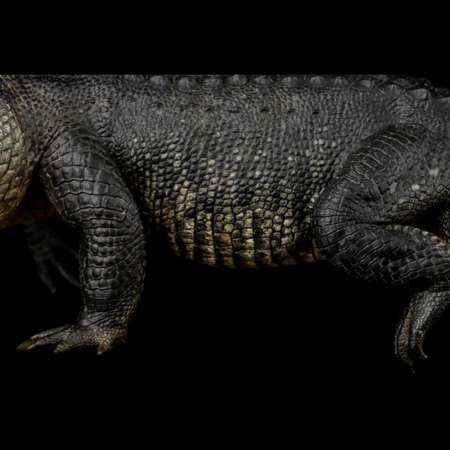 AMERICAN ALLIGATOR statue Model Kit 1:10 1:15 1:18 1:35 Scale The Crocs Man Studio