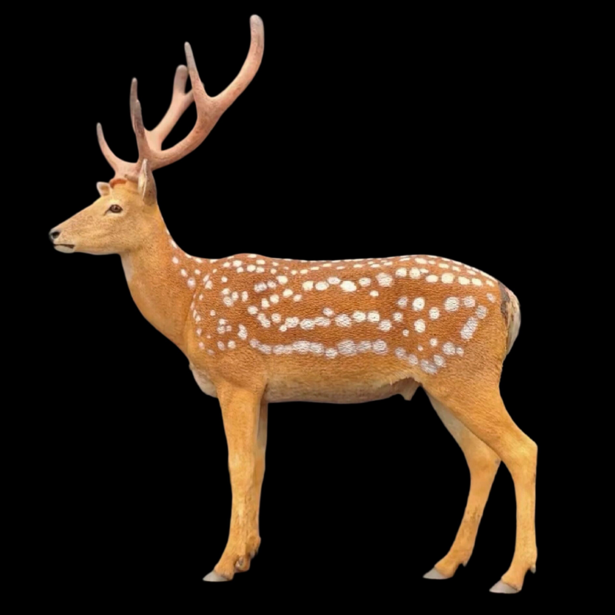 Tragelaphus eurycerus. Litocranius walleri. Eudorcas thomsonii. Cervus nippon 1:15 HIGH-PRECISION FINISHED STATUE