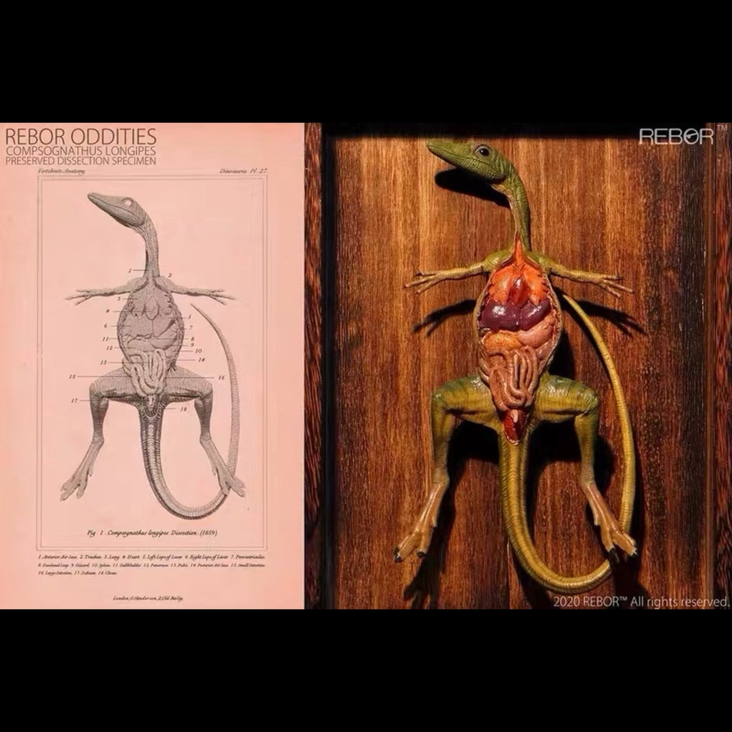COMPSOGNATHUS PRESERVED ANATOMICAL SPECIMEN (STANDARD EDITION)