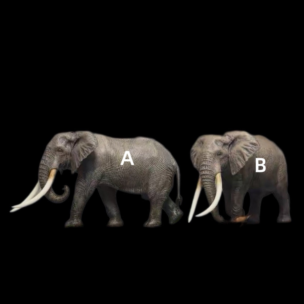 AFRICAN ELEPHANT PAINTED STATUE
1:35 Dafei studio