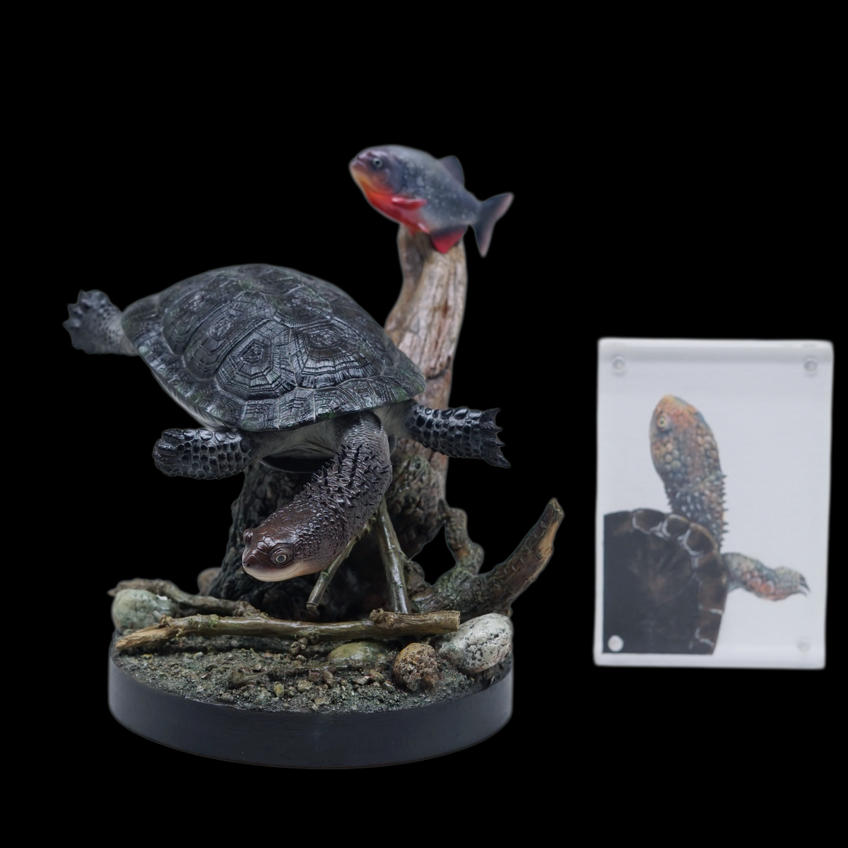 BLACK-BELLIED THORNY-NECKED TURTLE 1:1 LIFE-SIZE HERPETOLOGICAL STATUE (GREY RESIN KIT / PAINTED EDITION)