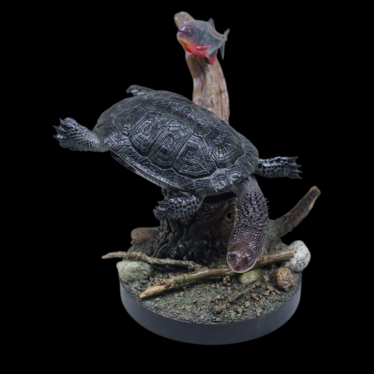 BLACK-BELLIED THORNY-NECKED TURTLE 1:1 LIFE-SIZE HERPETOLOGICAL STATUE (GREY RESIN KIT / PAINTED EDITION)