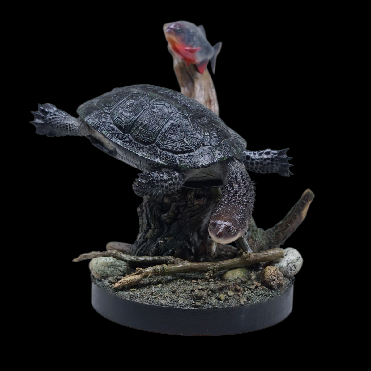 BLACK-BELLIED THORNY-NECKED TURTLE 1:1 LIFE-SIZE HERPETOLOGICAL STATUE (GREY RESIN KIT / PAINTED EDITION)