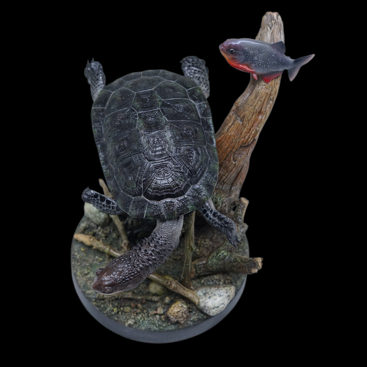 BLACK-BELLIED THORNY-NECKED TURTLE 1:1 LIFE-SIZE HERPETOLOGICAL STATUE (GREY RESIN KIT / PAINTED EDITION)