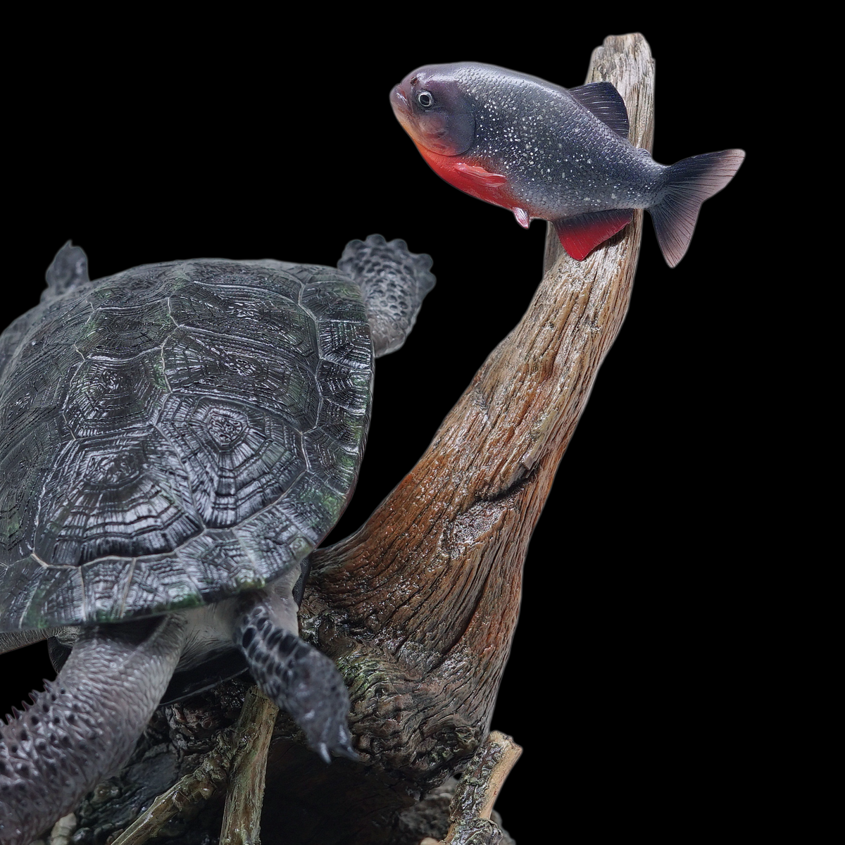 BLACK-BELLIED THORNY-NECKED TURTLE 1:1 LIFE-SIZE HERPETOLOGICAL STATUE (GREY RESIN KIT / PAINTED EDITION)
