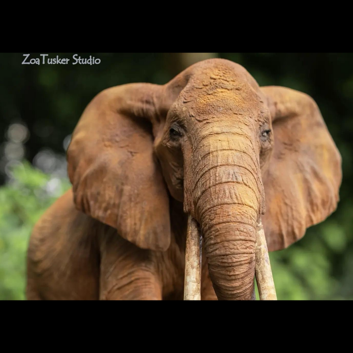 AFRICAN ELEPHANT (LOXODONTA AFRICANA) MULTI-SCALE FLAGSHIP DIORAMA STATUE (RESIN KIT / PAINTED EDITION)
