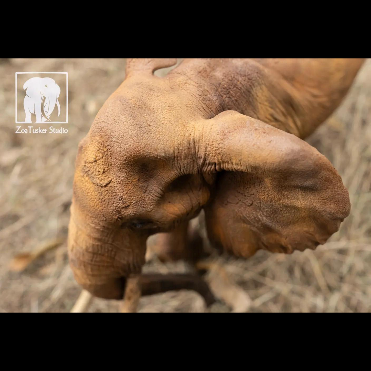 AFRICAN ELEPHANT (LOXODONTA AFRICANA) MULTI-SCALE FLAGSHIP DIORAMA STATUE (RESIN KIT / PAINTED EDITION)