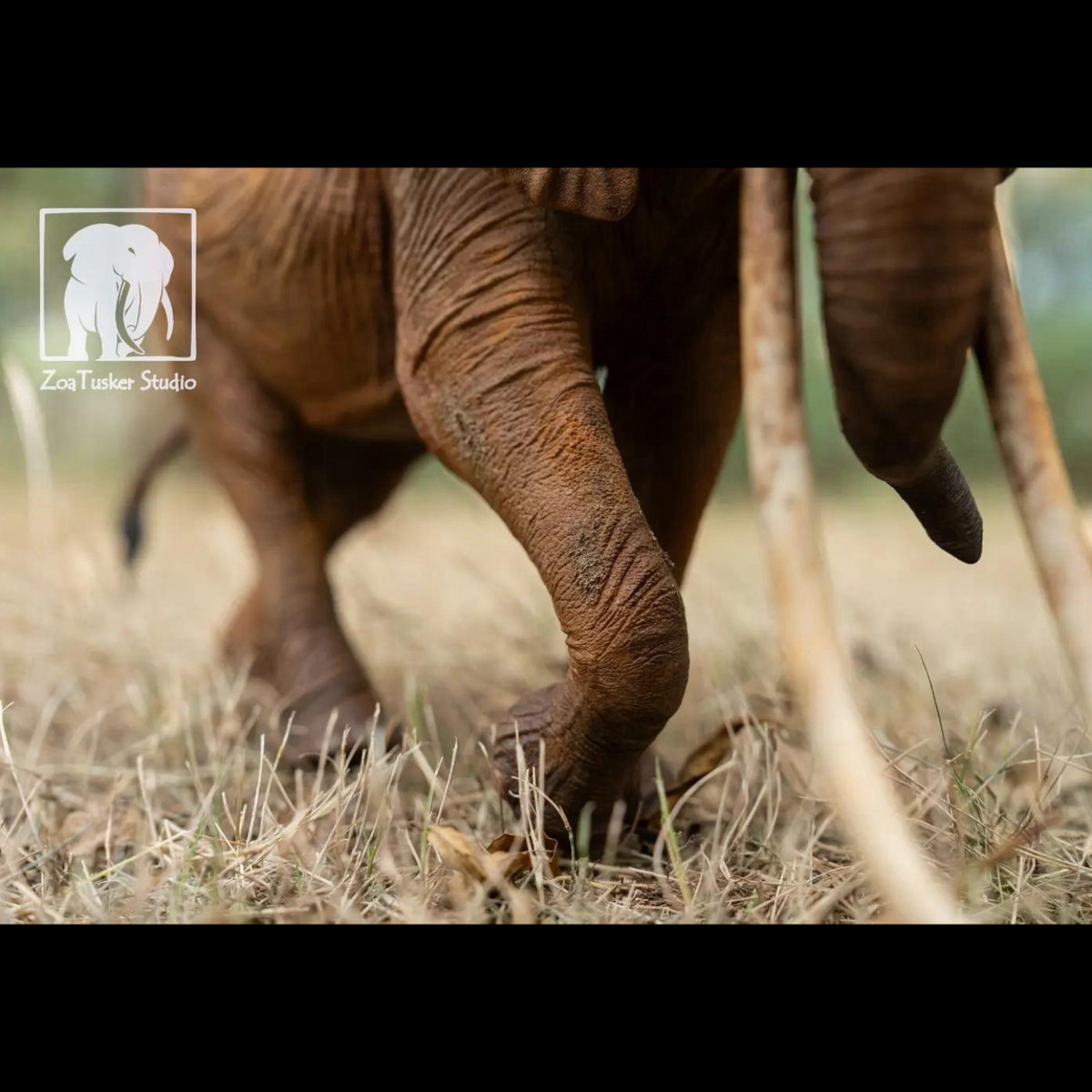 AFRICAN ELEPHANT (LOXODONTA AFRICANA) MULTI-SCALE FLAGSHIP DIORAMA STATUE (RESIN KIT / PAINTED EDITION)