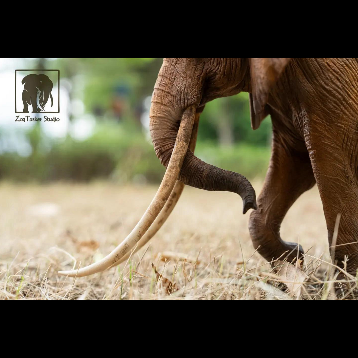 AFRICAN ELEPHANT (LOXODONTA AFRICANA) MULTI-SCALE FLAGSHIP DIORAMA STATUE (RESIN KIT / PAINTED EDITION)
